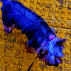 Meet your Posher, Serenity